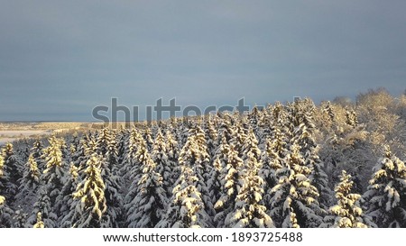 Winter forest nature snow-covered winter trees landscape. recreation travel and tourism frosty tree tops bright colors aerial photography . The sky is on the horizon. camera looks vertically down.
