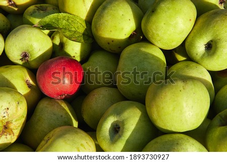 Green large apples of Granny Smith variety freshly picked from garden trees and lone red apple among others. Large background or splash screen with fruit. Lots of fresh raw apples.