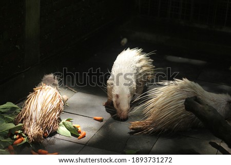 white Porcupine in the aviary of the Gembira Loka Zoo. porcupine eating.