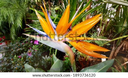 Orange Strelitzia Flower.Tropic Flowers Background 