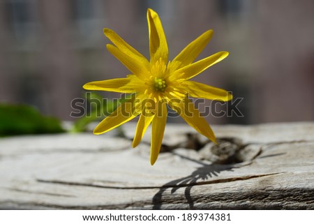 Lesser celandine (Ranunculus ficaria)