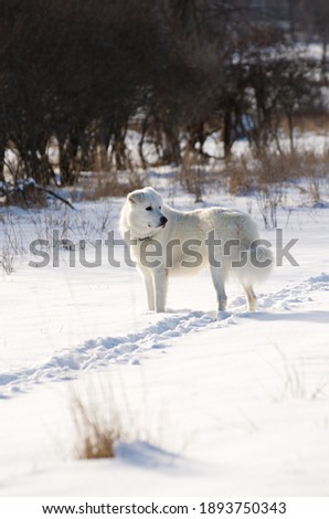 White maremma sheepdog in a snow-covered field during the winter in Ontario, Canada.