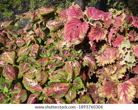 Coleus plants visible from above in the morning light
