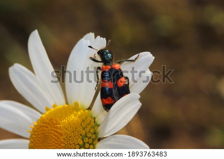 Photo of a beetle called trichodes apiarius