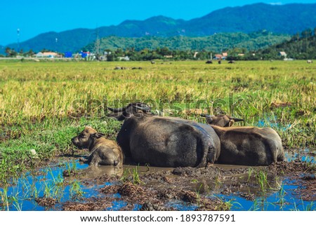 Water Buffalo Family with calf lie on grass graze Together field meadow sun, forested mountains background, clear blue sky reflection. Landscape scenery, beauty of nature animals concept summer day