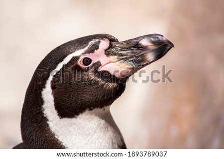 Temperate penguins (genus Spheniscus), such as the Humboldt and Magellanic, have unfeathered fleshy areas on the face and one or two distinct black stripes across the chest.