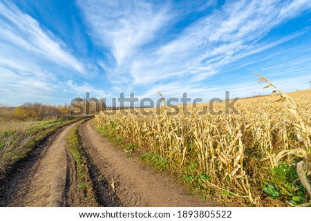 Autumn landscape photography, the European part of the Earth. Ripe corn field. A wide view of a corn field ripening during the late summer season with rolling mountains in the background.