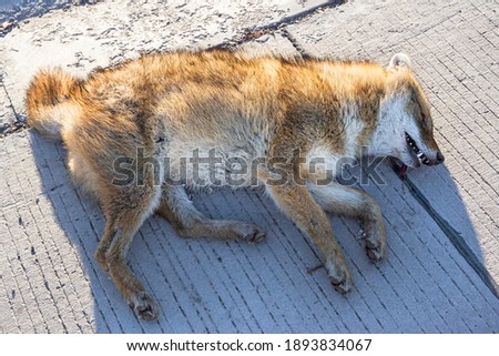 Dead steppe fox. Dead wild animal on the asphalt. The fox was hit by a car. Wild fox brown fur texture. The color of the red steppe fox. 