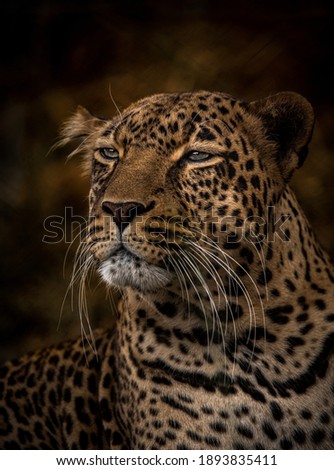 Old Male Leopard Portrait - Wildlife