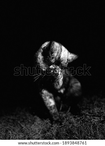 Portrait of a female cat licking her paw