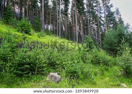 Deep in the green forest
