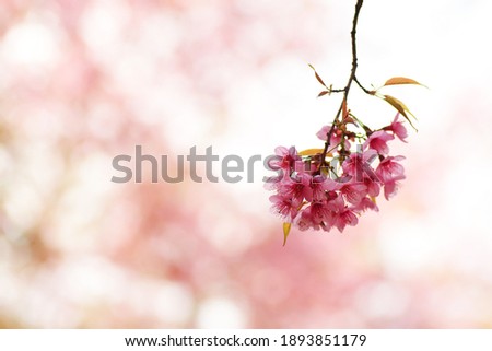 Wild Himalayan cherry blossom or Sakura pink flowers with young leaves on forest tree twig, spring flower bloom on pink pastel bokeh nature background.