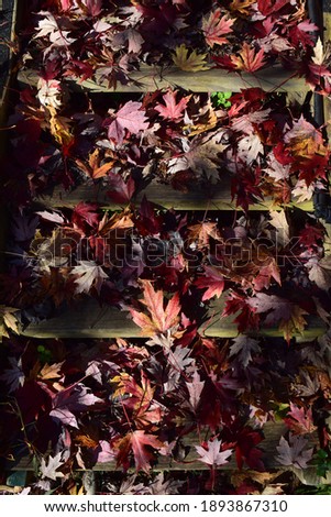 Autumn leaves on wooden step in bright sunlight