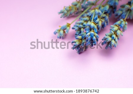 Decorative dry lavender bouquet on pink background. Close up.