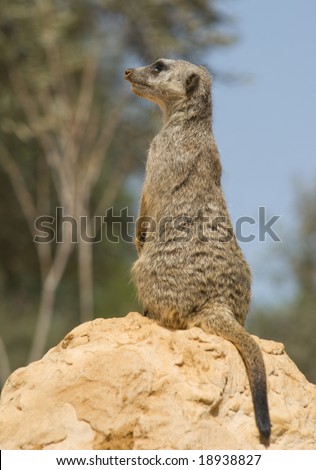 Alert meerkat (Suricata suricatta) on the lookout