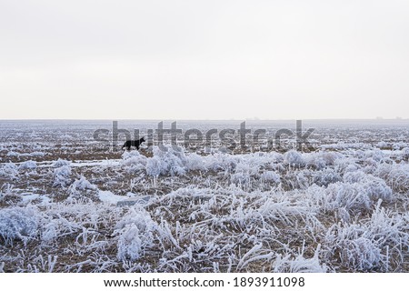 Black wolf in the steppe. Steppe in winter. Wild wolf in winter. Snow on the ground. Frost on plants. Steppe plants in frost. Winter landscape. Steppe expanses