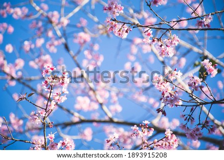 Wild Himalayan Cherry (Prunus cerasoides) tree branch with a blue sky background