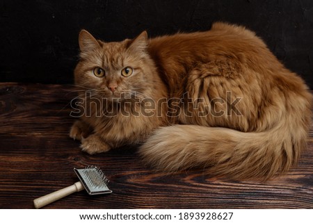 red cat with a wool scratcher on a wooden background