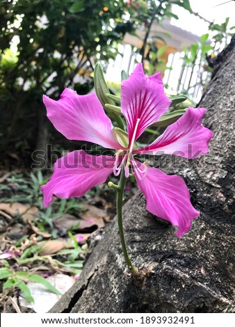 Beautiful Orchid Tree (Purple Orchid Tree, Butterfly Tree, Purple Bauhinia, Hong Kong Orchid Tree) flowers are blooming and bright among the green leaves in the tropical garden on a sunny day