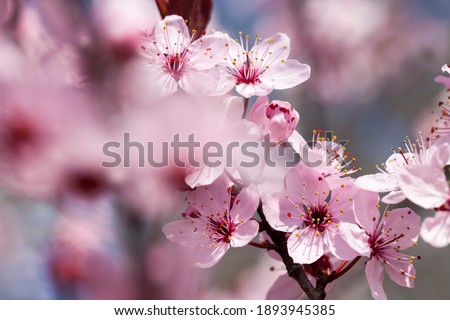 beautiful illuminated by sunlight fresh cherry blossoms in the spring season, cherry flowers of unusual pink color with a small depth of field, decorative trees during blooming in the garden, closeup