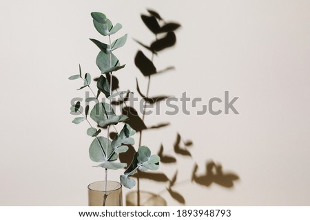 Eucalyptus branch in vase on pastel neutral beige background with sun light and trendy shadow. Modern interior design concept Royalty-Free Stock Photo #1893948793