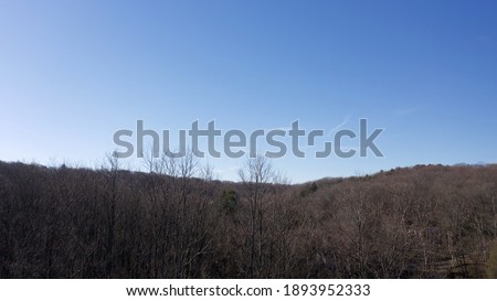 An aerial view over brown and dry tree tops on a sunny morning. The sky is clear and blue on Long Island, NY.