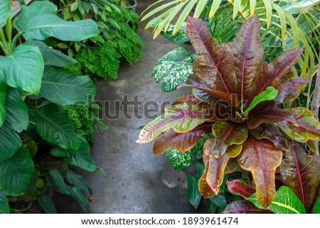 Colorful Croton Leaves Background. Beautiful natural backdrop with croton plant