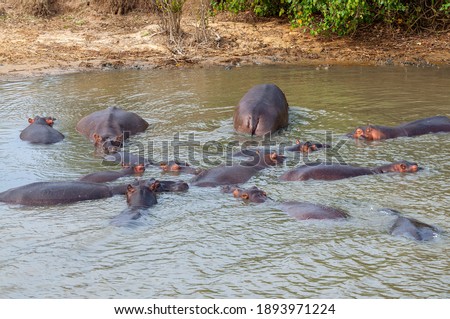 BLOAT-OF-HIPPOS Stock Photos and Images - Avopix.com