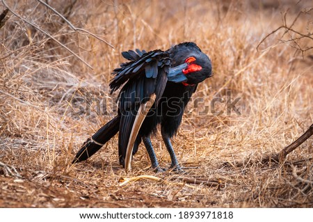 Southern ground hornbill with his black plumage and red throat (scientific name: Bucorvus leadbeateri) is an endangered carnivorous bird only living in Africa. Picture taken in Kruger National Park	