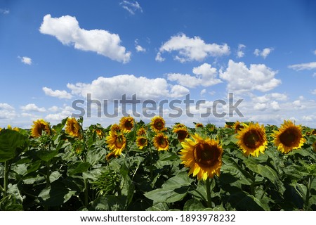 Sunflowers under blue sky - background wallpaper