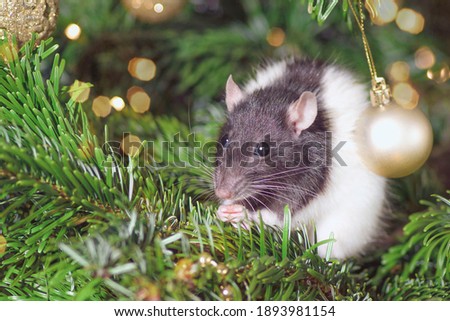 Pets in the house.Little cute gray rat on christmas tree.