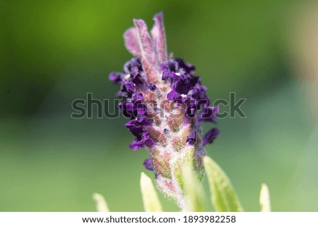 A closeup shot of a lavender flower on a blurred background