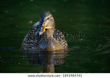 A goose swimming in a lake alone