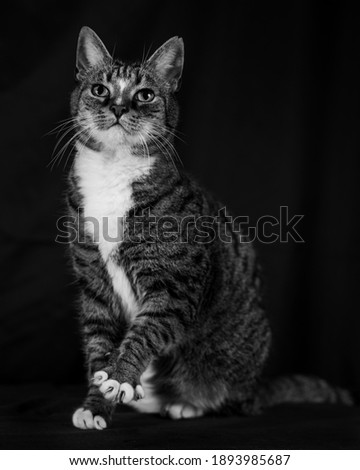 A grayscale shot of a cute cat on a black background