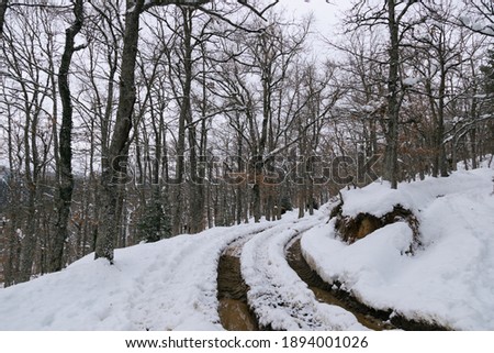 Winter forest covered in snow.Winter 2021.Filomena.Winter trees