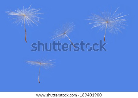Dandelion seeds flying on a blue sky background. Close up