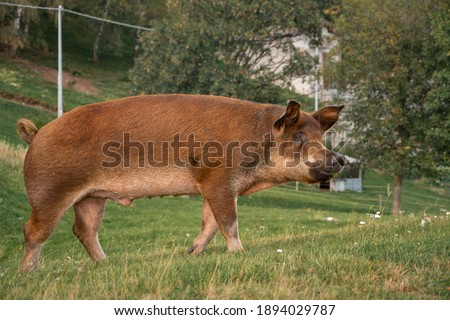 pig on a field of a farm