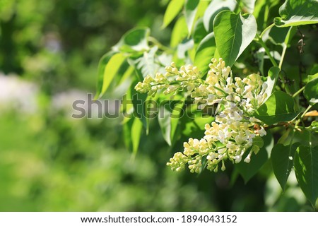Blooming lilac in the park.Soft selective focus. Spring natural background