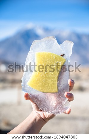 Hand holding a block of a bee frozen with a sponge . High quality photo