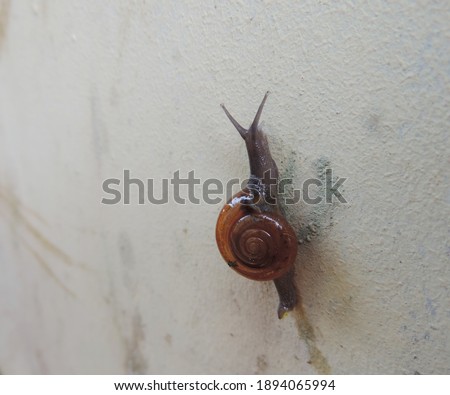 selectively focus the snails that are attached to the wall