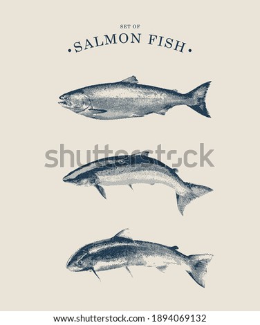 Vector Line Art Set of Salmon Fish. Illustration Salmon in vintage Style