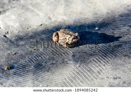 A closeup shot of a brown frog on a tree trunk