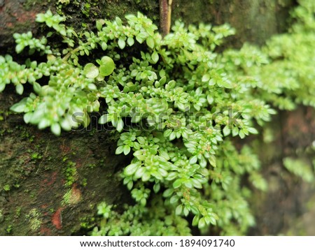 Green Floral plant on the wall 