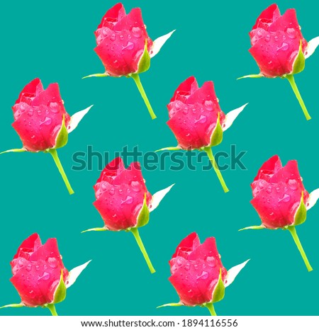 Top veiw, Floral Design Of Red Rose Pattern Isolated On Light Cyan Background, Decoration Valentine Concept, Flower of Love