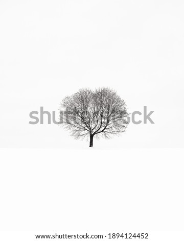 An isolated shot of the withered tree during the winter season