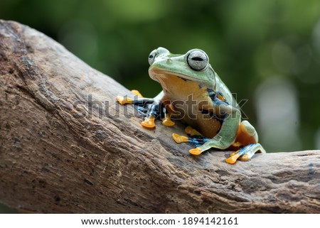 Green tree flying frog sitting on tree stomp