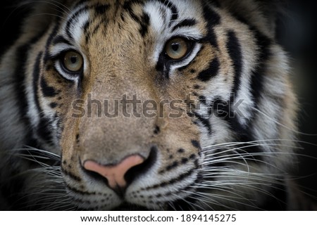 Close-up detail portrait of bengal tiger (Panthera Tigris) and beautiful face of tiger.