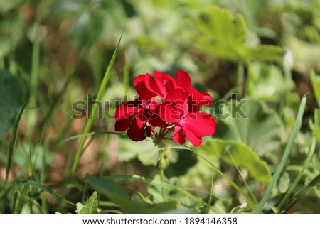 A picture of a single isolated red flower
