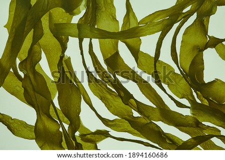 fresh seaweed stalks like those in the sea