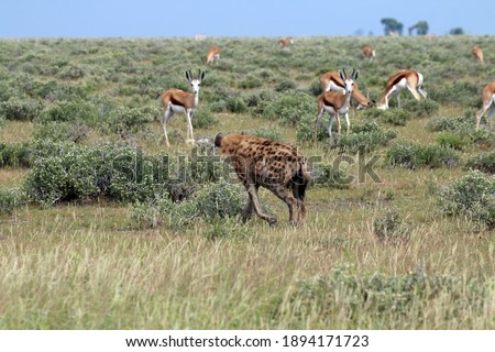 A beautiful shot of Springboks looking attentively at a Spotted hyena in savanna